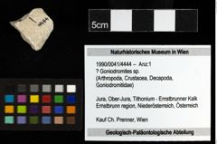 Foto (Objekt + Etiketten) von ? Goniodromites sp. 